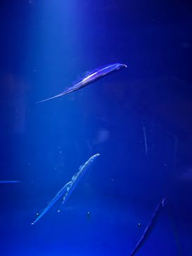 大分マリーンパレス水族館 「うみたまご」に投稿された画像（2025/3/31）