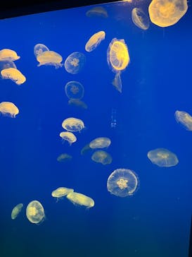 大分マリーンパレス水族館 「うみたまご」に投稿された画像（2025/3/31）