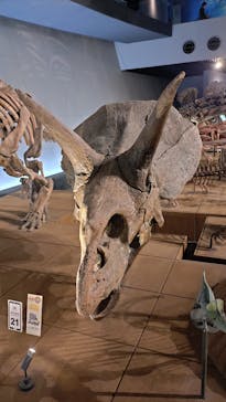 福井県立恐竜博物館に投稿された画像（2025/3/31）