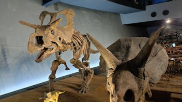 福井県立恐竜博物館に投稿された画像（2025/3/31）