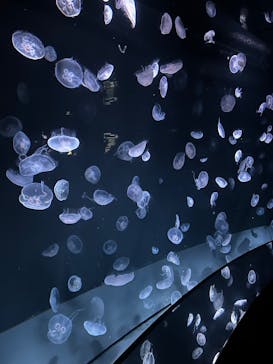 サンシャイン水族館に投稿された画像（2025/3/31）