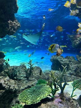サンシャイン水族館に投稿された画像（2025/3/31）