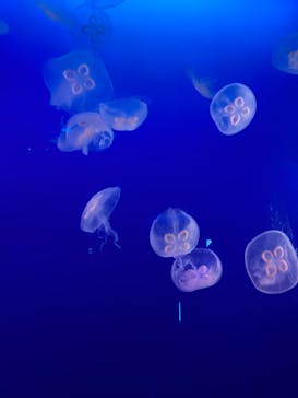 江の島シーキャンドル×新江ノ島水族館に投稿された画像（2025/3/31）