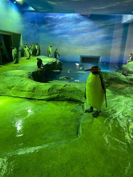 島根県立 しまね海洋館に投稿された画像（2025/3/31）