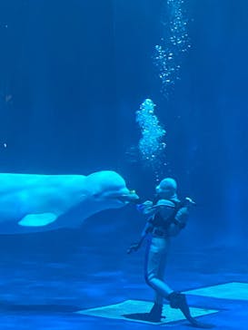 島根県立 しまね海洋館に投稿された画像（2025/3/31）