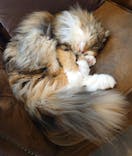 猫カフェモカ　渋谷公園通り店に投稿された画像（2025/3/31）