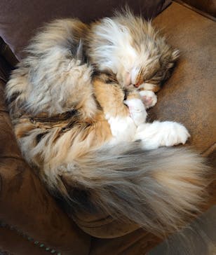 猫カフェモカ　渋谷公園通り店に投稿された画像（2025/3/31）