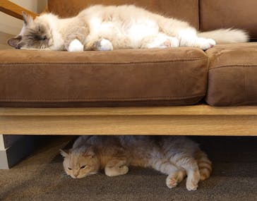 猫カフェモカ　渋谷公園通り店に投稿された画像（2025/3/31）