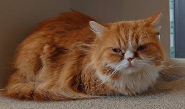 猫カフェモカ　渋谷公園通り店に投稿された画像（2025/3/31）