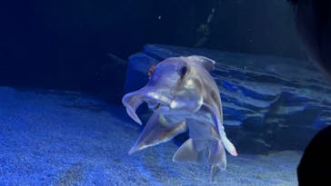 サンシャイン水族館に投稿された画像（2025/3/31）