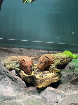 サンシャイン水族館に投稿された画像（2025/3/31）