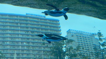 サンシャイン水族館に投稿された画像（2025/3/31）