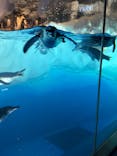 名古屋港水族館に投稿された画像（2025/3/31）