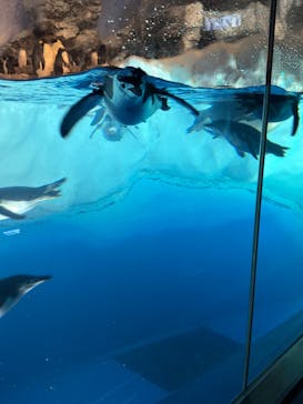 名古屋港水族館に投稿された画像（2025/3/31）