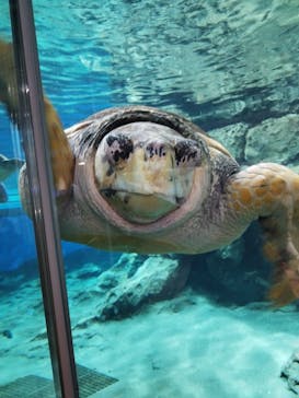 名古屋港水族館に投稿された画像（2025/3/31）