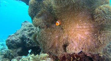 青の洞窟専門店　沖縄ダイビングショップ和に投稿された画像（2025/3/31）