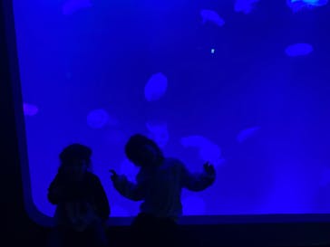 大分マリーンパレス水族館 「うみたまご」に投稿された画像（2025/3/31）