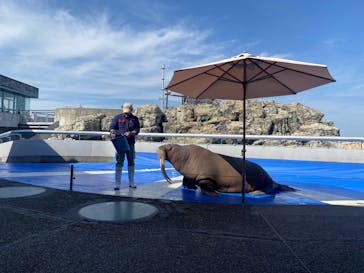 大分マリーンパレス水族館 「うみたまご」に投稿された画像（2025/3/31）