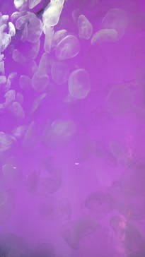 アクアワールド茨城県大洗水族館に投稿された画像（2025/3/31）