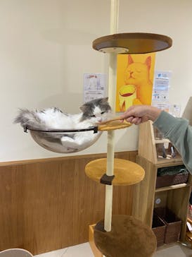 Cat Café MOFF アリオ倉敷店に投稿された画像（2025/3/31）