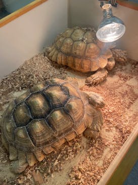 アニタッチ 東京ドームシティに投稿された画像（2025/3/31）