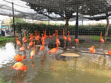 恩賜上野動物園に投稿された画像（2025/3/31）