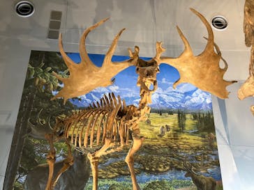 福井県立恐竜博物館に投稿された画像（2025/3/31）