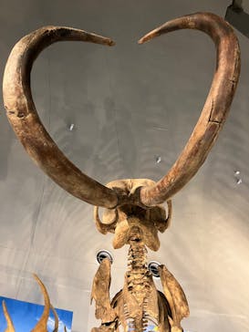 福井県立恐竜博物館に投稿された画像（2025/3/31）