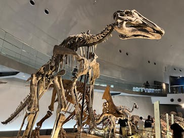 福井県立恐竜博物館に投稿された画像（2025/3/31）