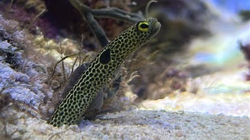 名古屋港水族館に投稿された画像（2025/3/31）