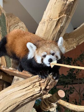 ネオパークオキナワに投稿された画像（2025/3/31）