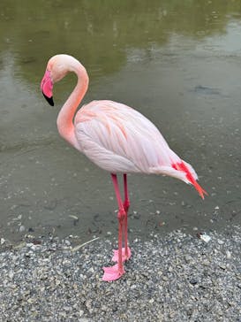 ネオパークオキナワに投稿された画像（2025/3/31）