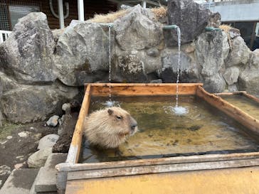 那須どうぶつ王国に投稿された画像（2025/3/31）