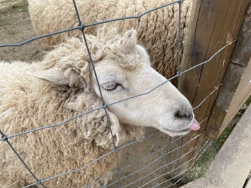 那須どうぶつ王国に投稿された画像（2025/3/31）