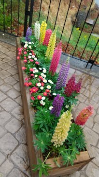 ムーミンバレーパークに投稿された画像（2025/3/31）