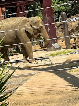 恩賜上野動物園に投稿された画像（2025/3/31）