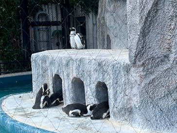 恩賜上野動物園に投稿された画像（2025/3/31）