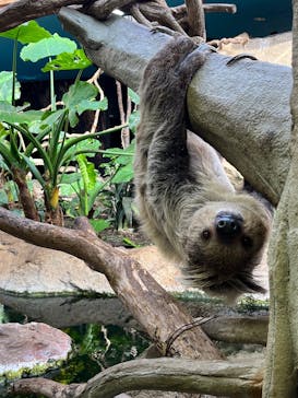 那須どうぶつ王国に投稿された画像（2025/3/31）