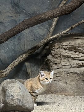 那須どうぶつ王国に投稿された画像（2025/3/31）