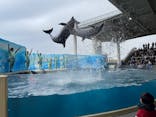新江ノ島水族館に投稿された画像（2025/3/31）