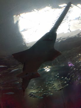 マクセル アクアパーク品川に投稿された画像（2025/3/31）