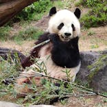 恩賜上野動物園に投稿された画像（2025/3/31）