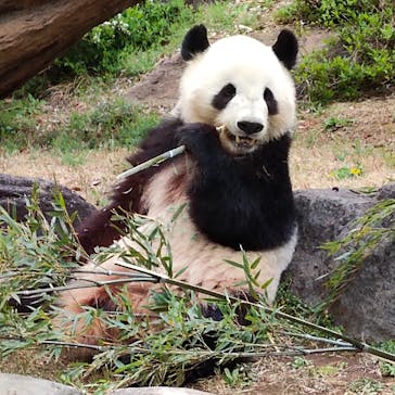 恩賜上野動物園に投稿された画像（2025/3/31）