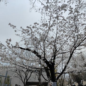 恩賜上野動物園に投稿された画像（2025/3/31）