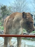 東京動物園協会_多摩動物公園に投稿された画像（2025/3/31）