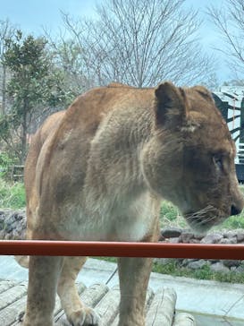 東京動物園協会_多摩動物公園に投稿された画像（2025/3/31）