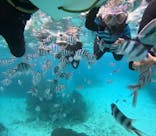 青の洞窟専門店　沖縄ダイビングショップ和に投稿された画像（2025/3/31）