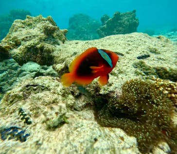 青の洞窟専門店　沖縄ダイビングショップ和に投稿された画像（2025/3/31）