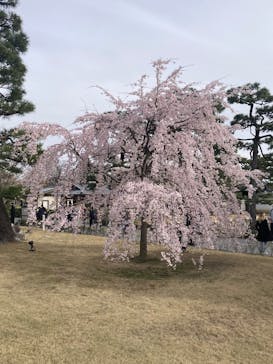 元離宮二条城に投稿された画像（2025/3/31）