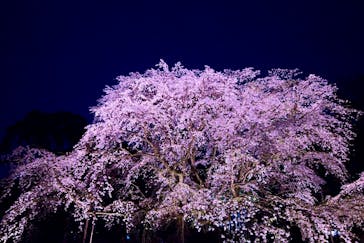 六義園に投稿された画像（2025/3/31）